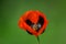 Beautiful red poppy flower, green grass background, nature outdoors, meadow with wild flowers close-up