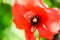 Beautiful red poppy flower grows in the garden. Scarlet poppy flowers in the sunlight.