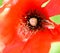 Beautiful red poppy flower grows in the garden. Scarlet poppy flowers in the sunlight.