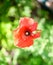 Beautiful red poppy flower grows in the garden. Scarlet poppy flowers in the sunlight.