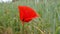 Beautiful red poppy flower. Swaying in the wind. The stem and the young unopened Bud near the flower