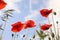 Beautiful red poppy flowers against blue sky with clouds