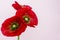 Beautiful Red Poppy flowers on bright background