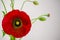 Beautiful Red Poppy flowers on bright background