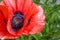 Beautiful Red Poppy flowers on bright background