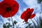 Beautiful Red Poppy flowers and sky