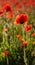 Beautiful Red Poppy, Polly Joke, West Pentire, Cornwall