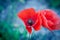 Beautiful red poppy poppies in green and blue closeup