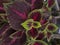 Beautiful red purple green blend of Coleus plant leaves