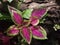 Beautiful red purple green blend of Coleus plant leaves