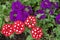 Beautiful red and purple Verbena flowers