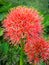 Beautiful Red Rainy Season Garden Flowers Scadoxus Multiflorus