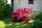 The beautiful red rhododendron blooms in June. Berlin, Germany