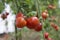 Beautiful red ripe heirloom tomatoes grown in a greenhouse. Gardening tomato photograph with copy space