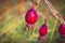 Beautiful red ripe rosehip berries on a blurred background