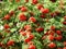 Beautiful red ripe rowan berries, Lithuania