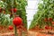 Beautiful red ripe tomatoes grown in a greenhouse