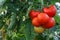 Beautiful red ripe tomatoes grown in a greenhouse