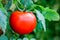 Beautiful red ripe tomatoes grown in a greenhouse