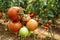 Beautiful red ripe tomatoes grown in a greenhouse