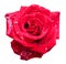 Beautiful red rose