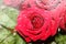 Beautiful Red rose behind rain drops