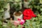 Beautiful red rose Blurred backgrounds