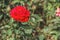 Beautiful red rose in the botanical garden. Close-up shot.