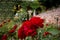 Beautiful red rose. Botanical Garden.  Journey to the reserve of plants.