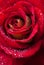 Beautiful red rose close-up. Water droplets on the petals. Wedding background stock photo