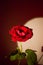 A Beautiful Red Rose with Dramatic Lighting
