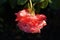 Beautiful red rose in droplets of morning dew, illuminated by the rays of the rising sun.