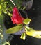 Beautiful red rose flower blooming in the garden, nature photography, fruit plant farming in outdoors, pomegranate seedlings