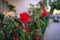 Beautiful red rose flower, called don juan red climbing rose, on fence with natural background close up