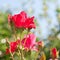 Beautiful red rose flower in a garden.