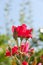 Beautiful red rose flower in a garden.