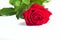 Beautiful Red Rose Flower with stem Isolated on White background. Concept for 8 march wedding with copy space