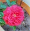 Beautiful red rose flowering plant in a pot