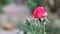 Beautiful red rose flowers blooming in my backyard