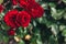 Beautiful red rose flowers in summer time. Nature background with flowering scarlet roses. Inspirational natural floral spring