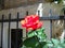 Beautiful red rose in the garden next to the old stone wall and black wrought iron lattice. Solar lighting. Flower garden in