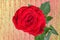 Beautiful red rose with green leaves isolated on crushed background