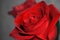 Beautiful red rose on grey background