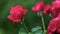 Beautiful red rose growing in the garden.