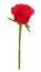 Beautiful red rose with long stem isolated on white.