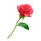 Beautiful Red rose on long stem with leaf and thorns isolated on white background, photo realistic vector illustration