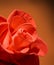 Beautiful red rose macro on brown background