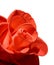 Beautiful red rose macro isolated on white background