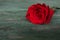 Beautiful red rose on old shabby wood