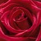 Beautiful red rose. Perfect background for a greeting card